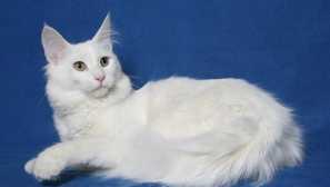 5 Plemen koček, které zbožňují koupání